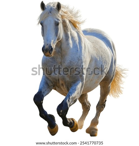 Similar – Image, Stock Photo summer Equestrian sports