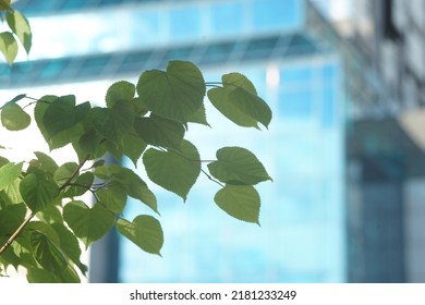 Full-color Horizontal Photo. A Branch Of A Linden Tree With Leaves On A Blurry Background Of An Office Building. Green On Blue.