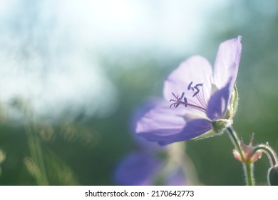 Full-color horizontal photo. A forest geranium flower among forest grasses in bright sunlight at sunset.
