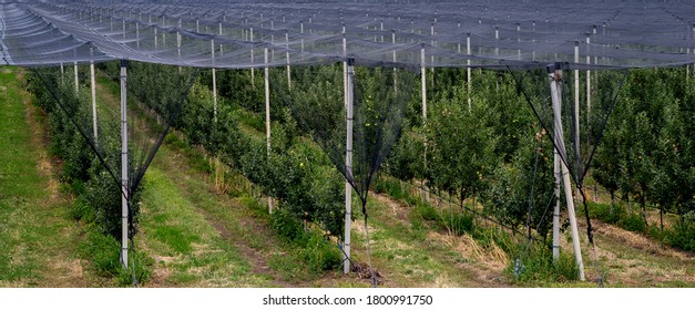 Fullcover anti-hail net system in the apple plantation