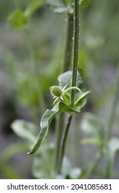 Fullers Teasel Flower Bud - Latin Name - Dipsacus Sativus