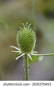 Fullers Teasel - Latin Name - Dipsacus Sativus