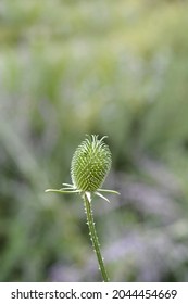 Fullers Teasel - Latin Name - Dipsacus Sativus