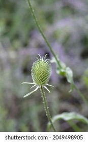 Fullers Teasel - Latin Name - Dipsacus Sativus