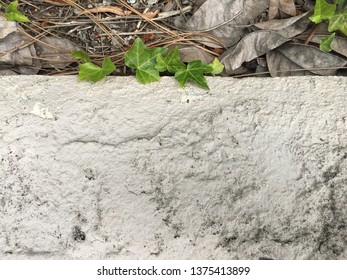 Fullerton, CA / America - April 16th 2019: A Few Small Ivy Leaves Over A Short Stucco Wall.