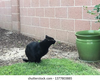 Fullerton, Ca / United States - 2019-04-22 : Cat Resting In The Backyard