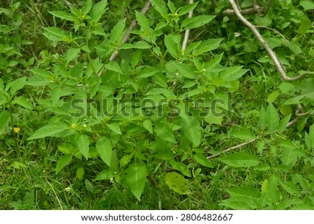 Full-frame background view of fresh green cutleaf groundcherry bushes under bright daytime light.