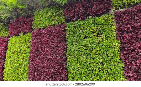 A full-frame horizontal close-up showcasing a vertical garden wall meticulously arranged in an alternating checkerboard pattern of rich burgundy red coleus foliage and vibrant lime green creeping companion plants. The dense living wall structure emphasizes modern eco-friendly urban landscaping, organic surface textures, and sustainable botanical architectural design elements.
