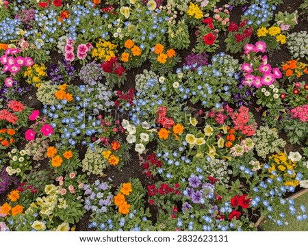 A full-frame top-down shot capturing a vibrant, multi-colored flowerbed tapestry planted with blue nemophila, orange marigolds, pink petunias, purple pansies, and sweet alyssum. The rich variety of blooms planted in dark fertile soil creates a detailed floral pattern, perfect for horticultural backgrounds and spring garden themes in Japan.