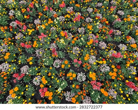 A full-frame top-down wide-angle shot capturing a dense spring flowerbed filled with bright orange marigolds, coral-pink snapdragons, and clusters of soft pink and white sweet alyssum. The vibrant warm-toned mosaic of blossoms growing in dark fertile soil forms a rich botanical pattern, ideal for floral backgrounds, horticultural concepts, and seasonal garden displays in Japan.