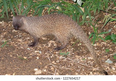 mongoose adult