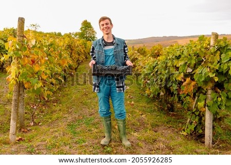 Full-length photo of a farmer young man standing among the vineyard rows and holding in his hands a plastic box full of blue ripe grapes.