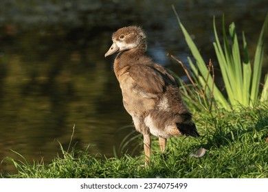 Full-length portrait of an Egyptian goose gosling on the shore of a pond - Powered by Shutterstock