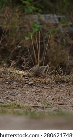 Full-length side profile of a Common Babbler standing on dry, sandy ground. This sharp, eye-level wildlife photograph captures the ground-dwelling bird's distinct streaked brown plumage, long tail, 
