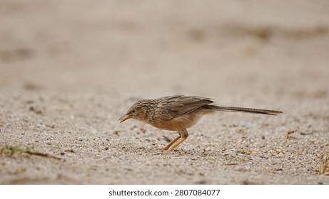 Full-length side profile of a Common Babbler standing on dry, sandy ground. This sharp, eye-level wildlife photograph captures the ground-dwelling bird's distinct streaked brown plumage, long tail, 