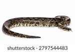 A full-length view of an African Rock Python snake, showing its patterned scales and forked tongue, isolated on a clean white background.
