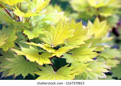 Fullmoon Maple leaves in spring, Derbyshire England 
