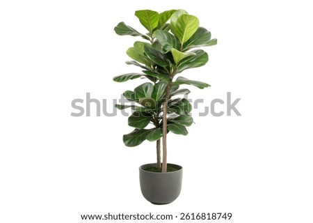 A full-size fiddle leaf fig tree in a gray pot, isolated on a black background. Lush green leaves.