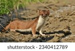 Full-size photo of the little weasel