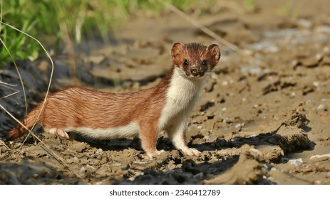 Full-size photo of the little weasel