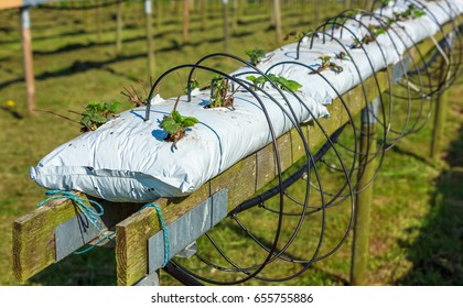 Fully automated watering system provide water and nourishment for these strawberry plants, planted in soil filled plastic bags on elevated wooden railings.