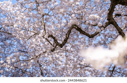 Fully in Bloom Cherry Blossoms Tree 
