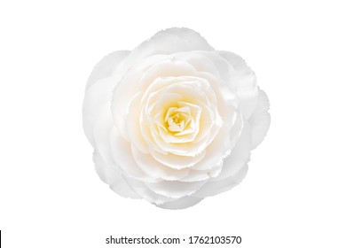 28,285 White Camellia Images, Stock Photos & Vectors | Shutterstock