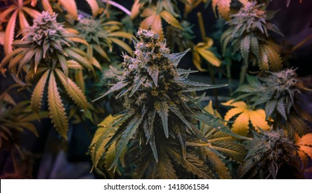 Og Kush High Res Stock Images Shutterstock