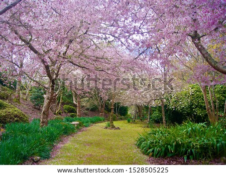 Fully bloomed cherry blossoms in spring time, Aston Norwood Garden, New Zealand