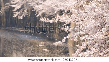 満開の桜が枝を広げ、風に舞う花びらが静かな川面を彩る。春の儚さと美しさが共存する一瞬の風景。

Fully bloomed cherry blossoms stretch their branches, as delicate petals dance in the wind, painting the quiet river surface—a fleeting yet breathtaking