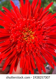 A fully bloomed red daisy