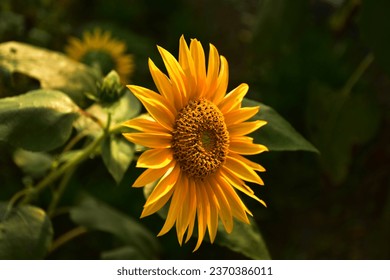 A fully bloomed sunflower at a nursery