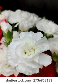 A fully bloomed white carnation captured in soft light, symbolizing purity, grace, and quiet beauty that gently draws the viewer into a moment of calm elegance.