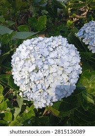 A fully blooming hydrangea flower, ranging in color from pale blue to bluish-white.