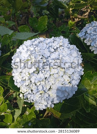 A fully blooming hydrangea flower, ranging in color from pale blue to bluish-white.