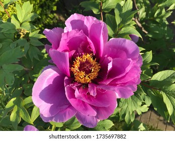 A Fully Blossomed Moutan Peony