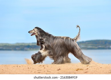 Fully coated Afghan Hound running on the sandy beach over blue sky