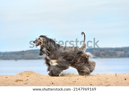 Fully coated Afghan Hound running on the sandy beach over blue sky