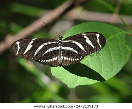 Fully Displayed Zebra Longwing Butterfly on a Leaf