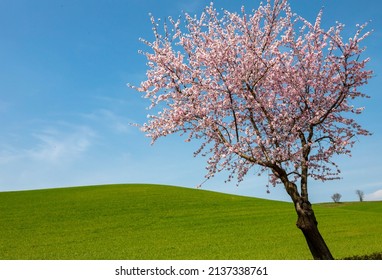 Fully Flowering Tree In The Green Field In Spring And Blue Sky