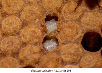 Fully Formed Buckfast Honey Bee Brood, Preparing To Dry And Then Hatch.