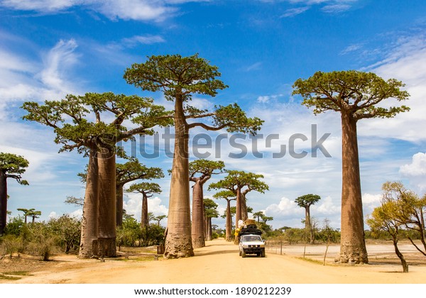Fully loaded car driving through the Alley\
of the Baobabs with green leaves during the sunny bright hot day\
with blue sky and white clouds\
above