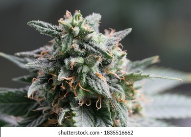 Fully Mature Medical Cannabis Plant