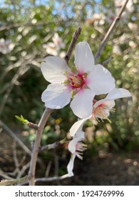 Fully open cherry blossums with pink center