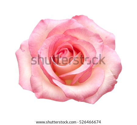 fully open gentle pik rose isolated on white background