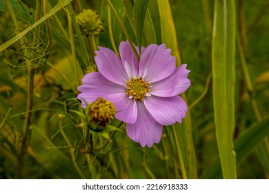 Fully Opened Pink Cosmos Flower Growing Among The Tall Weeds. 