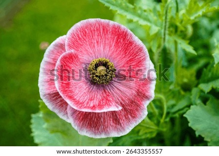 Fully opened pink, red, with white edges, poppy flower.