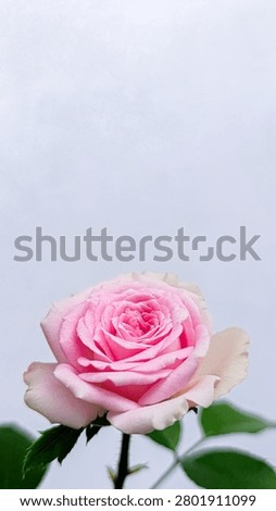 Fully opened pink and white rose placed along the lower third area of a vertical frame, featuring clean surroundings and subtle green leaves