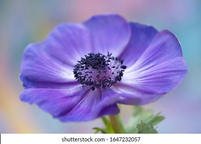 Fully opened purple anemone flower