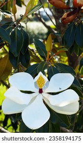 Fully opened southern magnolia with small fly                               - Shutterstock ID 2358194175